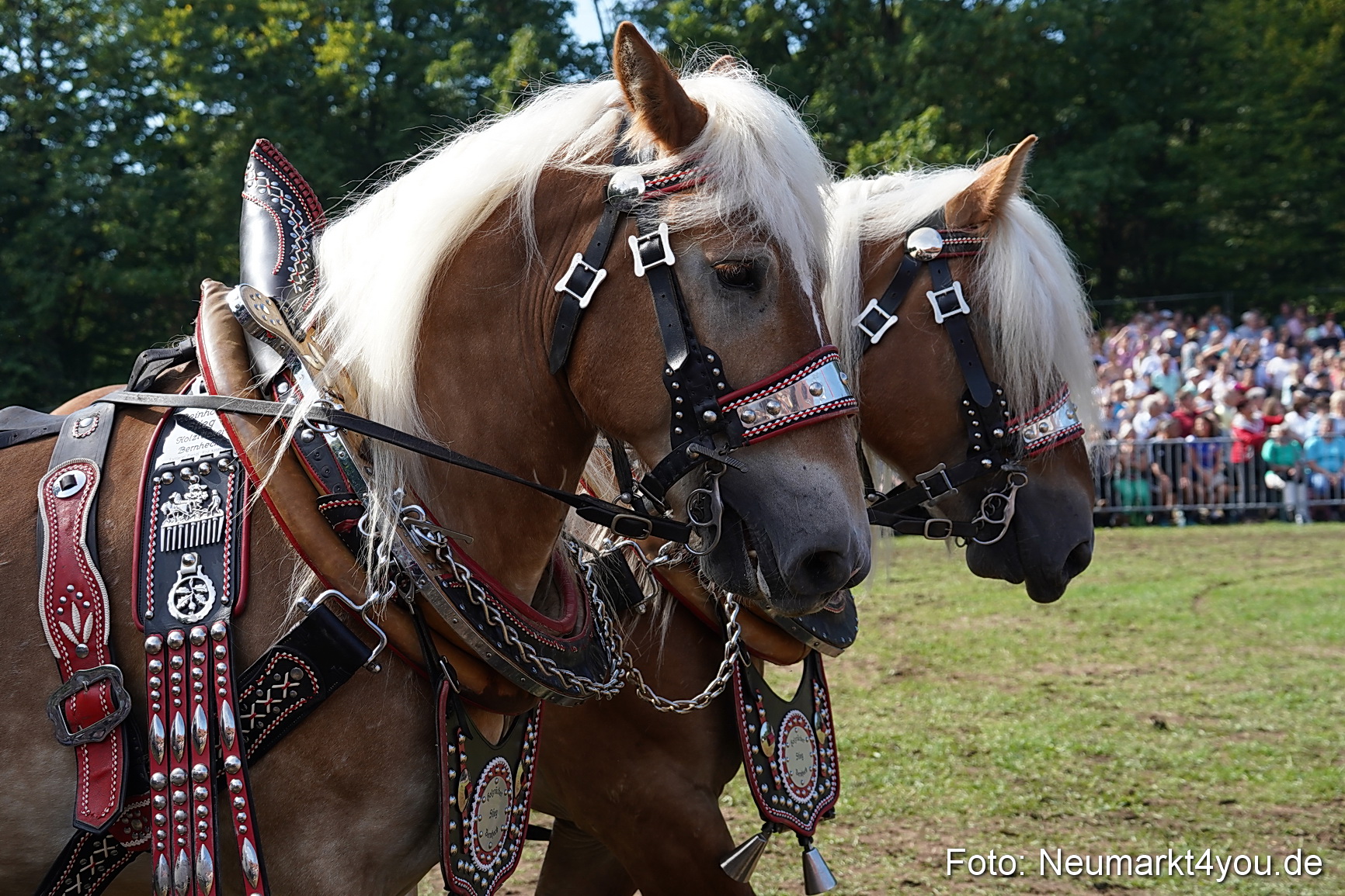 Pferde und Fohlenschau 2022 0180 